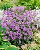 Verbena rigida 9 cm Topf - Größe nach Saison