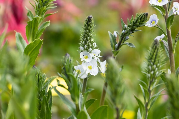 Veronica gentianoides 9 cm Topf - Größe nach Saison