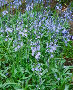 Veronica gentianoides 9 cm Topf - Größe nach Saison