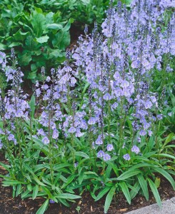 Veronica gentianoides 9 cm Topf - Größe nach Saison