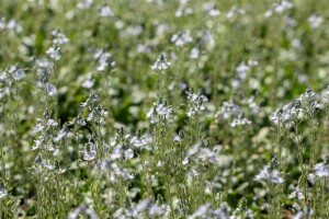 Veronica gentianoides 9 cm Topf - Größe nach Saison