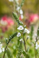 Veronica gentianoides 9 cm Topf - Größe nach Saison