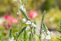 Veronica gentianoides 9 cm Topf - Größe nach Saison