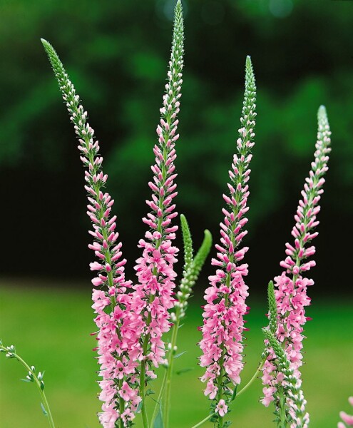 Veronica longifolia Pink Damask 9 cm Topf - Größe nach Saison