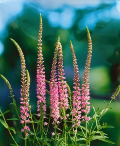 Veronica longifolia Pink Damask 9 cm Topf - Größe nach Saison