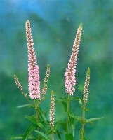 Veronica longifolia Pink Damask 9 cm Topf - Größe nach Saison