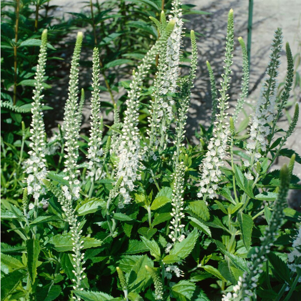 Veronica longifolia Schneeriesin P 0,5