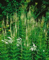 Veronica longifolia Schneeriesin 9 cm Topf - Größe nach Saison