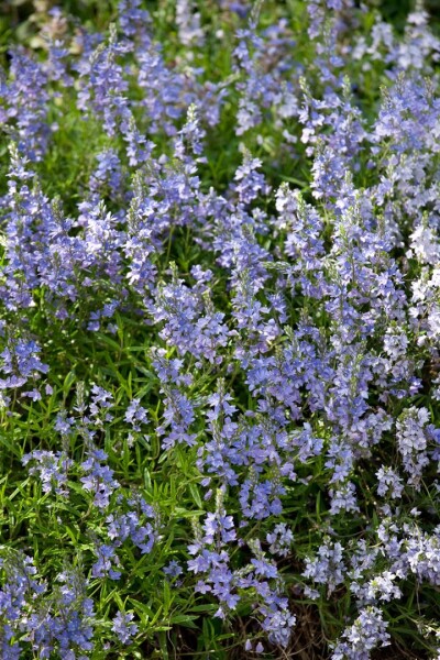 Veronica prostrata 9 cm Topf - Größe nach Saison