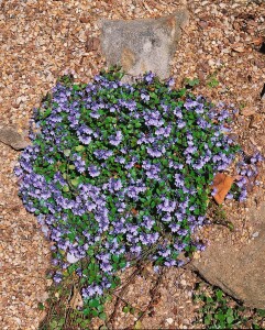 Veronica prostrata 9 cm Topf - Größe nach Saison