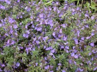 Veronica prostrata 9 cm Topf - Größe nach Saison