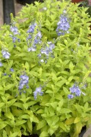 Veronica prostrata 9 cm Topf - Größe nach Saison