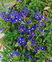 Veronica prostrata 9 cm Topf - Größe nach Saison