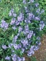 Veronica prostrata 9 cm Topf - Größe nach Saison