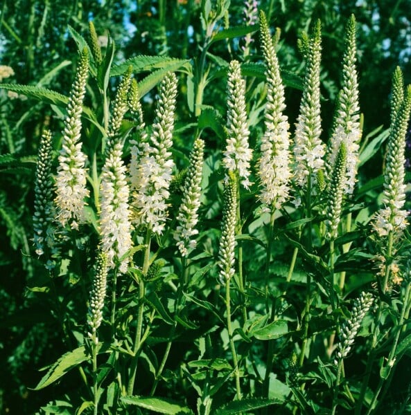 Veronica spicata Alba 9 cm Topf - Größe nach Saison