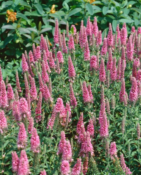 Veronica spicata Heidekind 9 cm Topf - Größe nach Saison