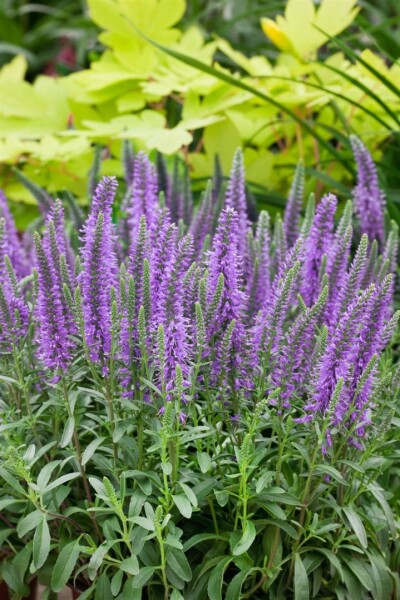 Veronica spicata Nana Blauteppich, gen. 9 cm Topf - Größe nach Saison