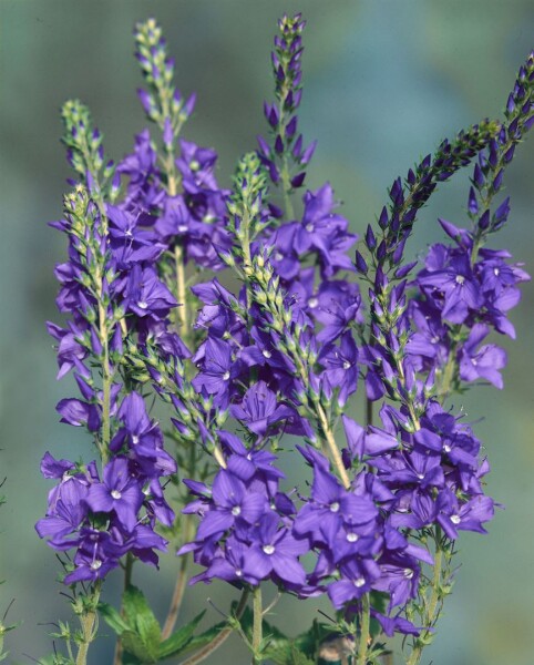 Veronica teucrium Shirley Blue 9 cm Topf - Größe nach Saison