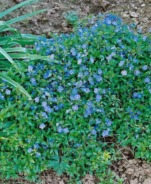 Veronica umbrosa Georgia Blue 9 cm Topf - Größe nach Saison