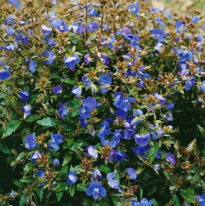 Veronica umbrosa Georgia Blue 9 cm Topf - Größe nach Saison