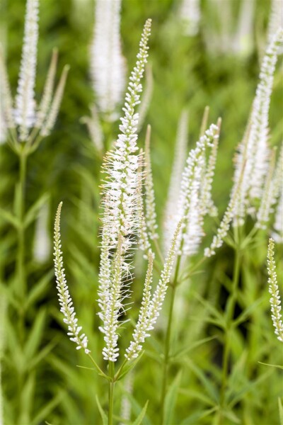 Veronicastrum virginicum Album 11 cm Topf - Größe nach Saison