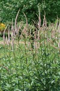 Veronicastrum virginicum Album 11 cm Topf - Größe nach Saison