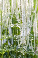 Veronicastrum virginicum Album 11 cm Topf - Größe nach Saison