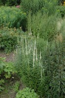 Veronicastrum virginicum Album 11 cm Topf - Größe nach Saison