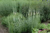 Veronicastrum virginicum Album 11 cm Topf - Größe nach Saison