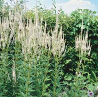 Veronicastrum virginicum Album 11 cm Topf - Größe nach Saison