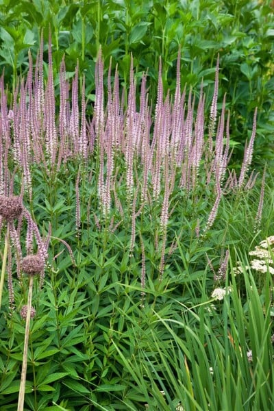 Veronicastrum virginicum Erika 11 cm Topf - Größe nach Saison