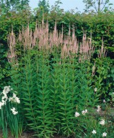 Veronicastrum virginicum Roseum 9 cm Topf - Größe nach Saison