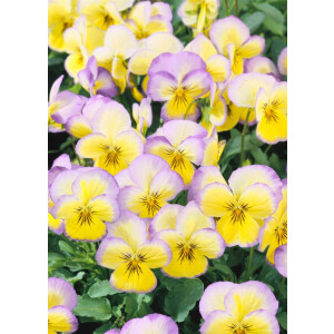 Viola cornuta Etain P 0,5