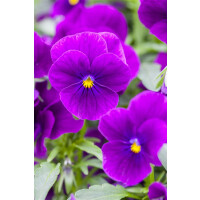 Viola cornuta Hansa 9 cm Topf - Größe nach Saison
