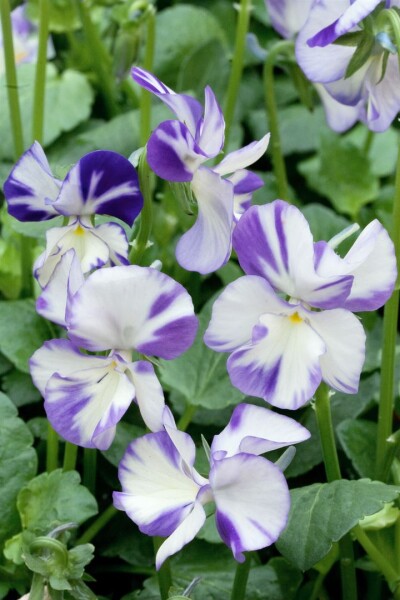 Viola cornuta Rebecca 9 cm Topf - Größe nach Saison