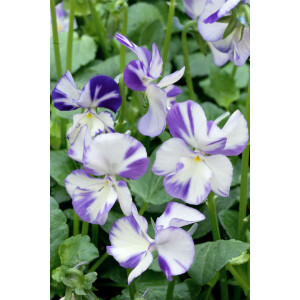 Viola cornuta Rebecca 9 cm Topf - Größe nach...