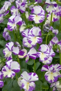 Viola cornuta Rebecca 9 cm Topf - Größe nach Saison