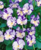 Viola cornuta Rebecca 9 cm Topf - Größe nach Saison