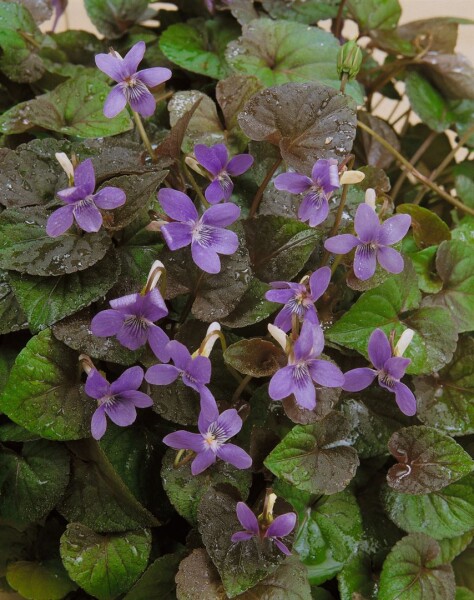 Viola labradorica 9 cm Topf - Größe nach Saison