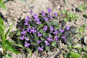 Viola labradorica 9 cm Topf - Größe nach Saison