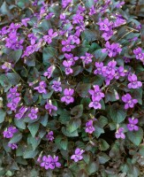 Viola labradorica 9 cm Topf - Größe nach Saison