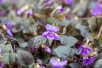 Viola labradorica 9 cm Topf - Größe nach Saison