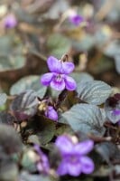 Viola labradorica 9 cm Topf - Größe nach Saison