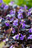 Viola labradorica 9 cm Topf - Größe nach Saison