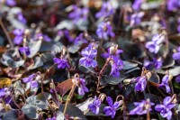 Viola labradorica 9 cm Topf - Größe nach Saison