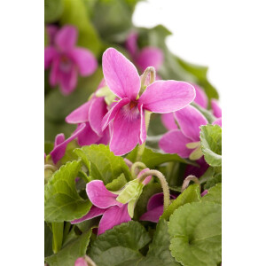 Viola odorata 9 cm Topf - Größe nach Saison