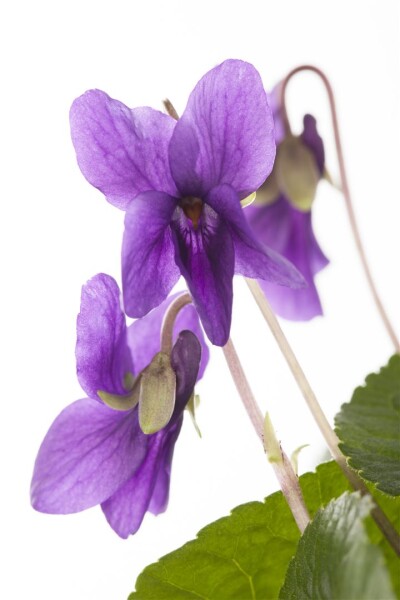 Viola odorata Königin Charlotte 9 cm Topf - Größe nach Saison