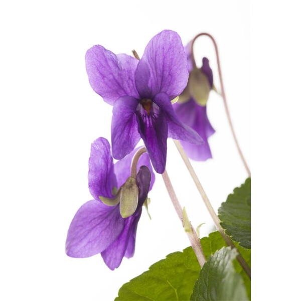 Viola odorata K&ouml;nigin Charlotte P 0,5