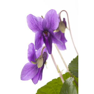 Viola odorata Königin Charlotte 9 cm Topf -...