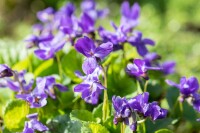 Viola odorata Königin Charlotte 9 cm Topf - Größe nach Saison